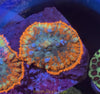Confetti Semi-Bounce Mushrooms / colony of 3