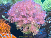 Cotton Candy Goniopora