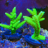 AquaCultured Green Slimer Acropora 2”