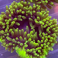 Oddball variety Bubbletip Anemone (sm)