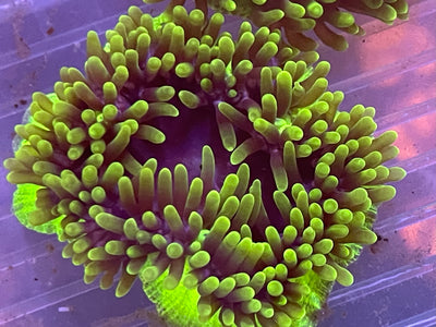 Oddball variety Bubbletip Anemone (sm)