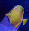 Yellow Tangs 3.5-5”+