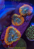 Confetti Semi-Bounce Mushrooms / colony of 3