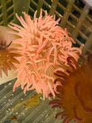 Pink/Orange Peppermint Long Tentacle Anemone (collector)