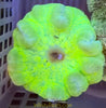 Carpet Anemone highlighter Haddoni 4”