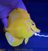 Yellow Tangs 3.5-5”+