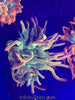 ECC Holy Grail Bubbletip Anemone