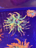 ECC Holy Grail Bubbletip Anemone