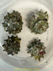 Indo Pacific Star Turbo Snails