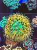 Mango Fungia