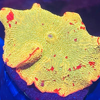 Jawbreaker Eclectus Mushroom