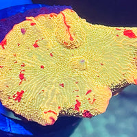 Jawbreaker Eclectus Mushroom