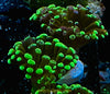 Euphyllia “frammer” coral Frag