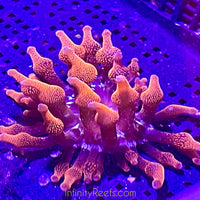 E.C.C. Black Widow Bubble Tip Anemone -Aquacultured