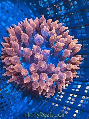 Bali Wild Collected Red Tip Bubbletip Anemone