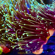 Dragon Soul Torch Coral