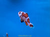 Orange Storm Clown Fish
