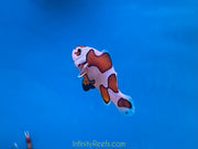 Orange Storm Clown Fish