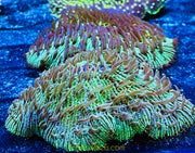 Green Fungia (Australian)