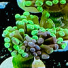 Euphyllia “frammer” coral Frag