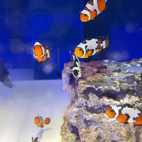 Asst'd Designer Clownfish -Pot Luck- Great Variety!