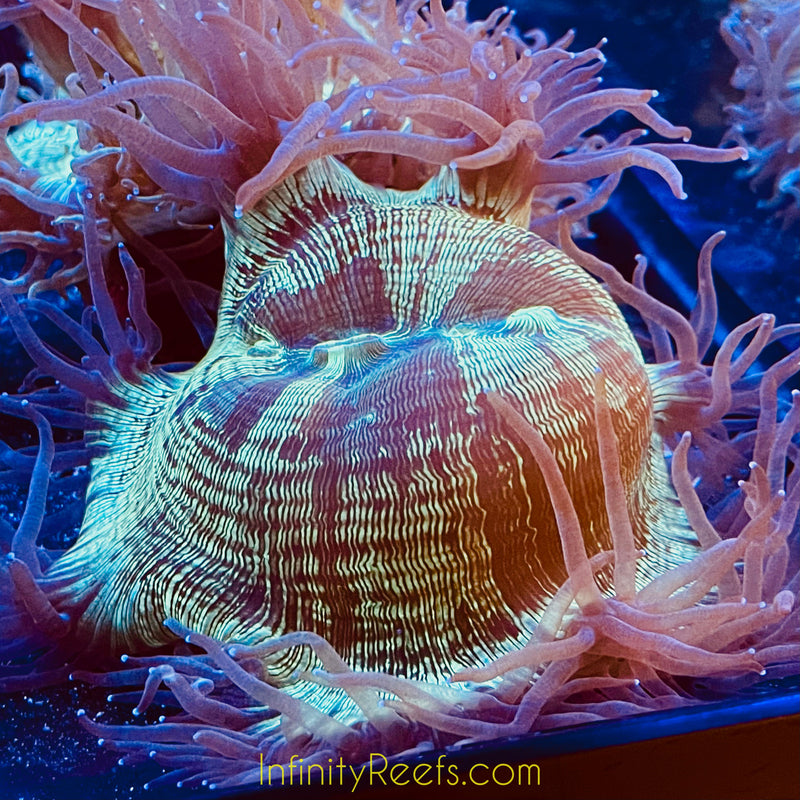 MD Australian Elegance Coral | Infinity Reefs