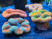 Australian Lobophyllia Brain assorted