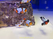 Asst'd Designer Clownfish -Pot Luck- Great Variety!
