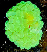 Australian Green Bubble Coral