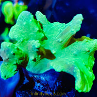 Ultra Green Cabbage Leather Coral
