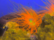 Pink or orange Tube Anemone