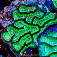 Oulaphyllia 3-6” Grooved Brain