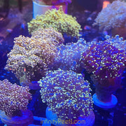 Ultra Colors Frogspawn 1-3” mounted to plug