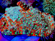 Australian War Coral (Favites)