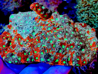 Australian War Coral (Favites)