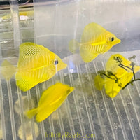 Yellow Tang (AquaCultured)