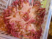 Purple Peppermint L/T Anemone