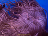 Peppermint Long Tentacle Anemone