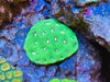 Australian Moon Coral - Asst’d