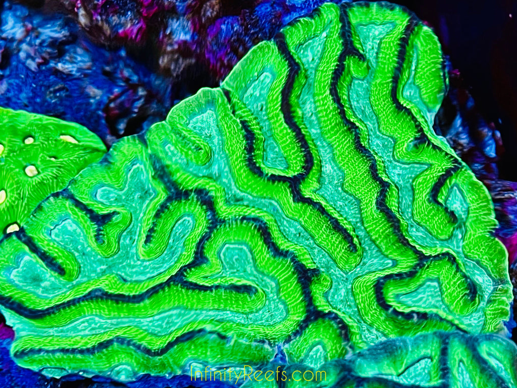Oulaphyllia 3-6” Grooved Brain