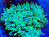 Acid Washed Orange tip Bubble Tip Anemone