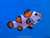 Orange Storm Clown Fish