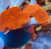 Red Mushroom Colony