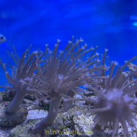 Biota Long Polyp Willow Toadstool leather