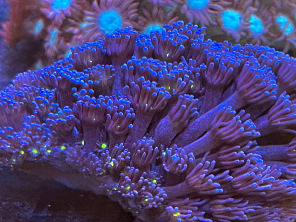 Purple Goni Colony (Australian)