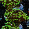 Euphyllia “frammer” coral Frag