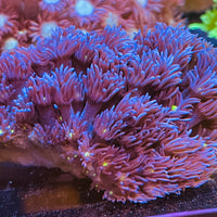 Purple Goni Colony (Australian)