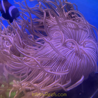 Peppermint Long Tentacle Anemone