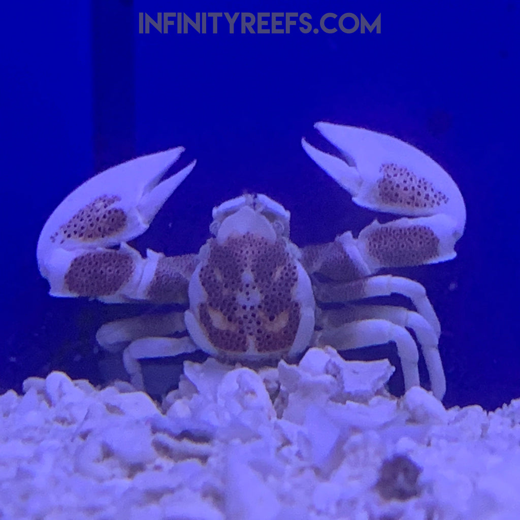 Pacific Anemone Crab
