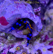 Electric Blue knuckle Hermit